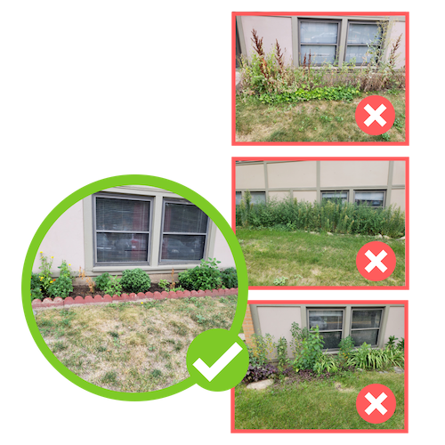 Examples of failing garden beds, with overgrown plans.