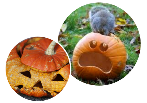 Pumpkins Gone Bad