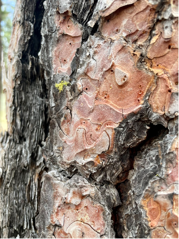 Photo Credit: Meg Earnest, Ponderosa Pine Bark, Sisters, Oregon 
