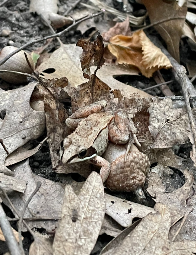 Photo Credit: Meg Earnest, Tree Frog, Lake Maria State Park